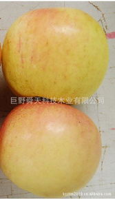 巨野舜天科技木業 跨界創新，開啟生鮮水果產業新篇章